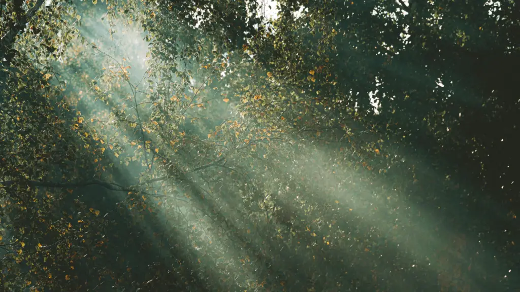 Sunrays through trees