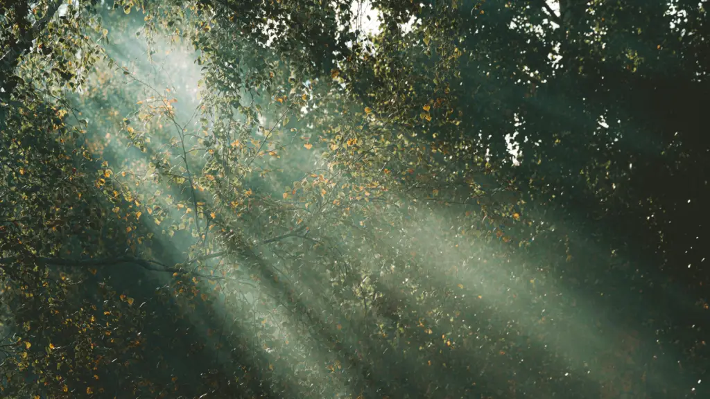 emotional awareness creates clarity and inner steadiness - sunrays through tree branches