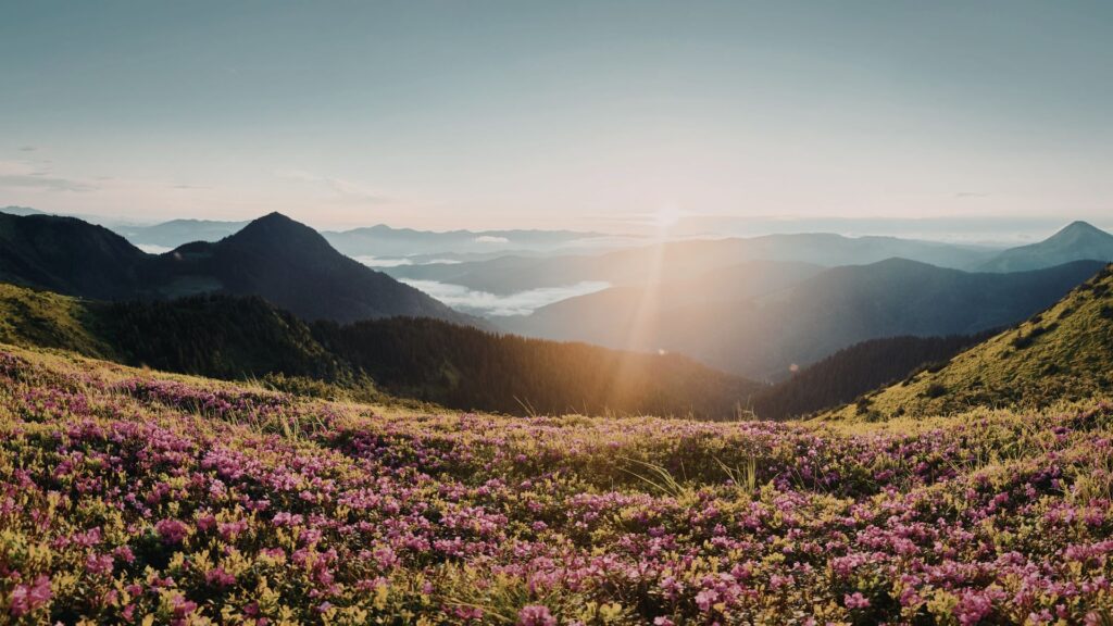 Soft light over an open landscape symbolizing awareness and alignment